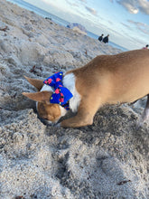 Load image into Gallery viewer, Set - Collar + Bow tie - Coolest Pup on Town