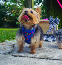 Load image into Gallery viewer, Reversible Harness - Coolest Pup on Town
